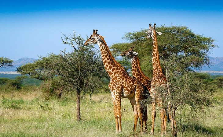 Tanzania Mid Range Safari Packages 2026-2027
