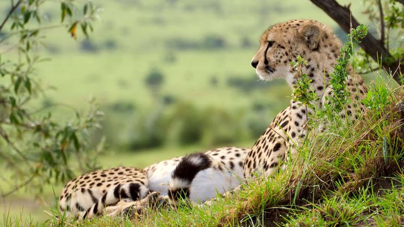 Mikumi National Park