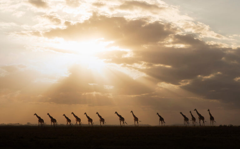 Tanzania Safari Tours