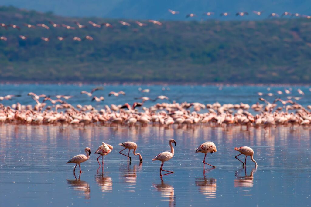 Lake Manyara National Park