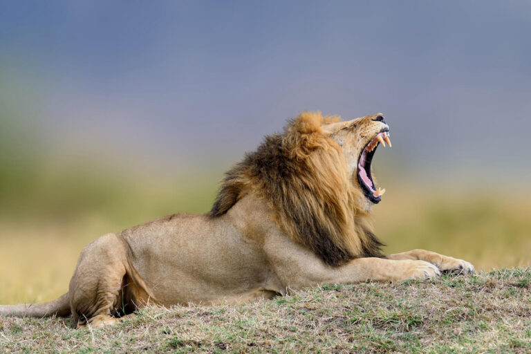 Tanzania Safari Packages