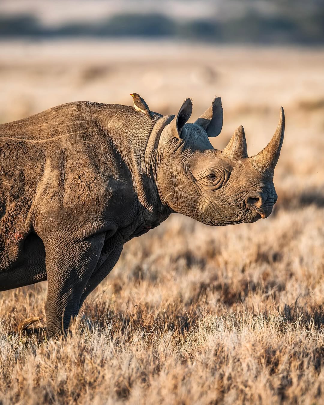 Ngorongoro Conservation Area