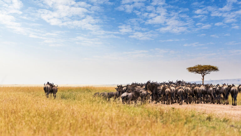 Serengeti Safari Tours