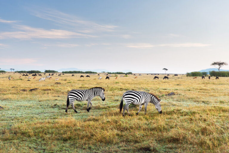 Tanzania Wildlife Safari