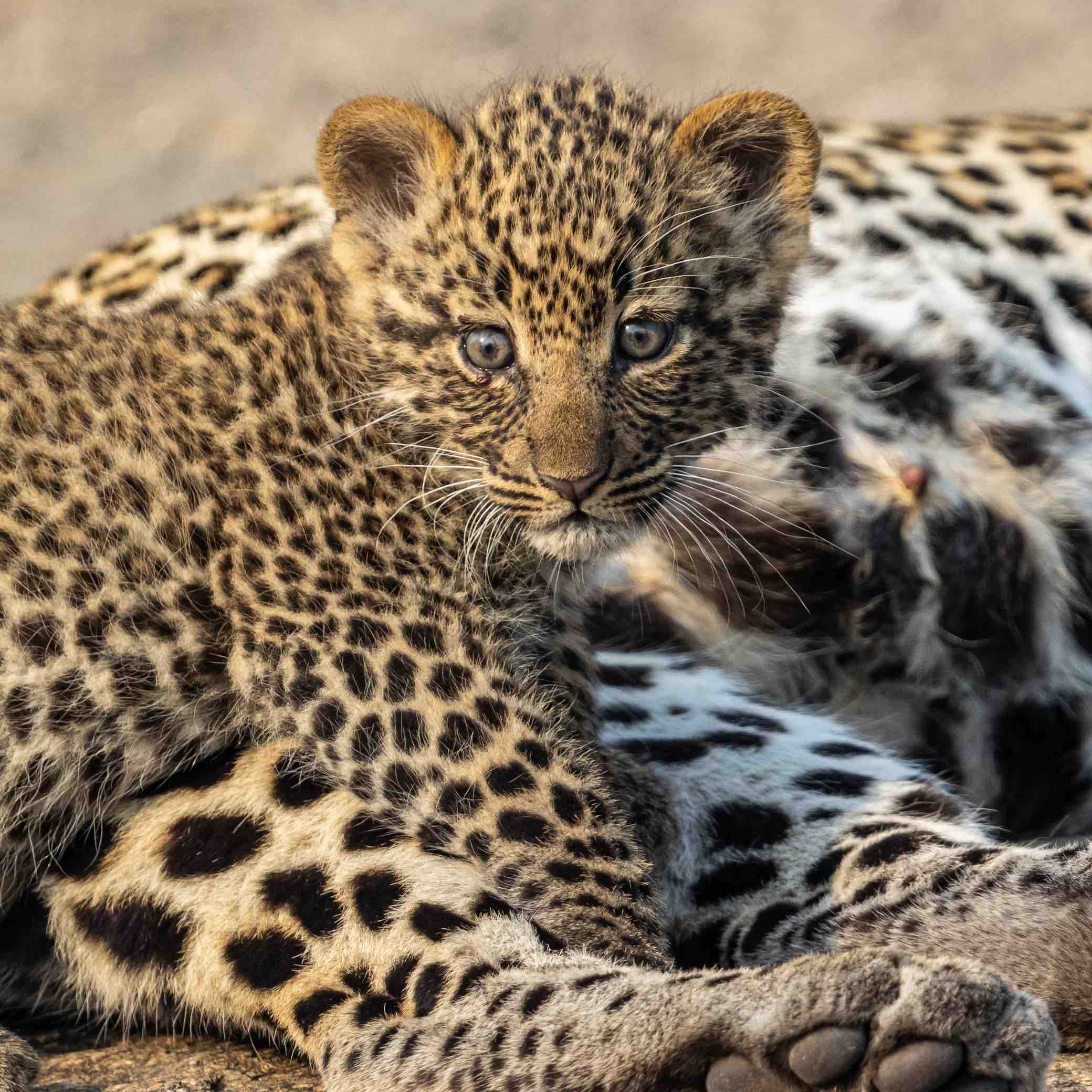 Best Tanzania Safari Companies