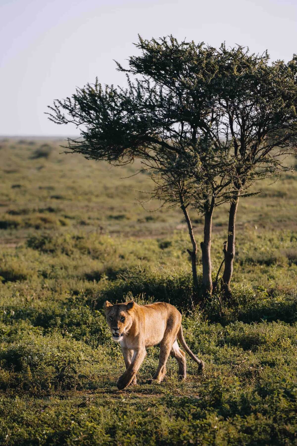 Best Tanzania Safari Tours for First-Time Visitors