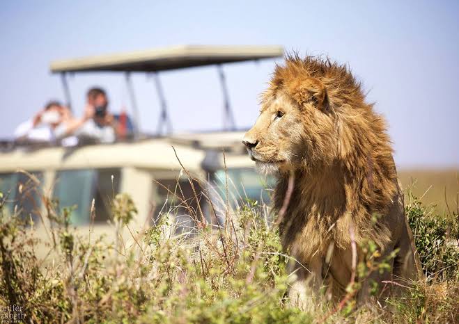 Tanzania Safari Cost