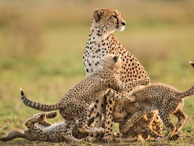 2 Days Tanzania Budget Safari