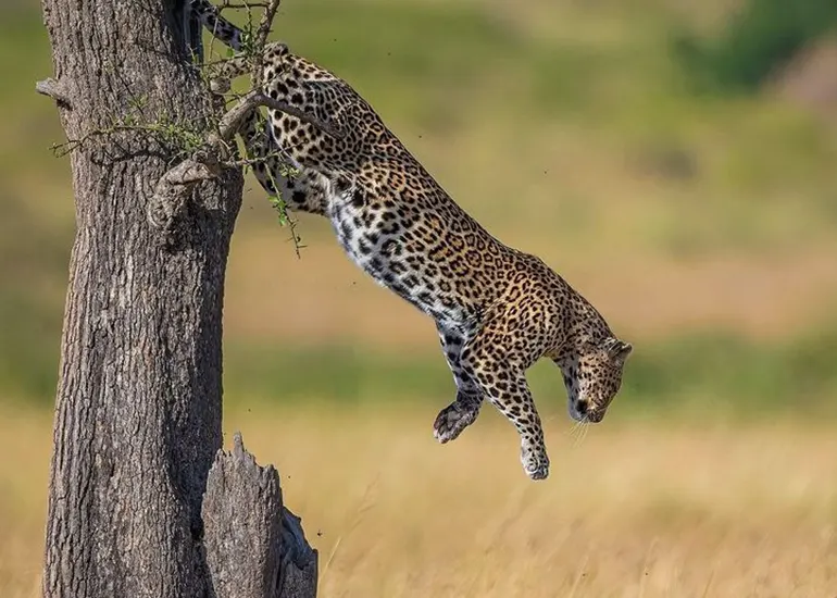 3 Days Serengeti and Ngorongoro Crater Fly in Safari