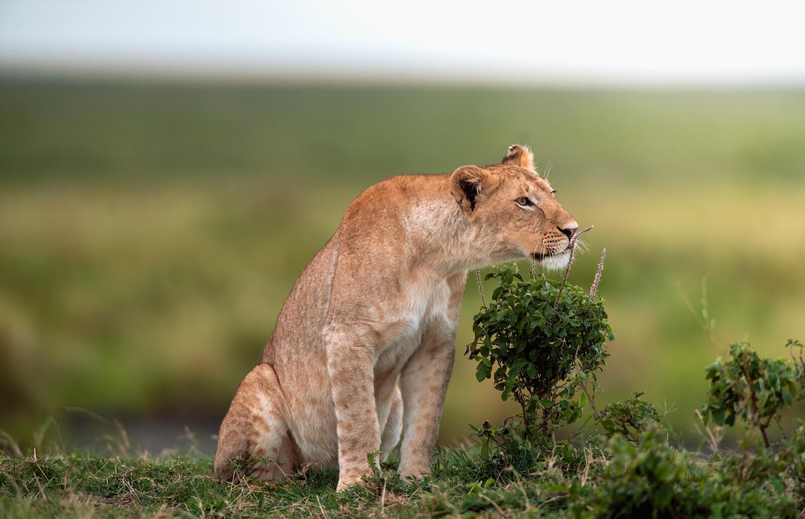 4 Days Taste of Tanzania Budget Safari