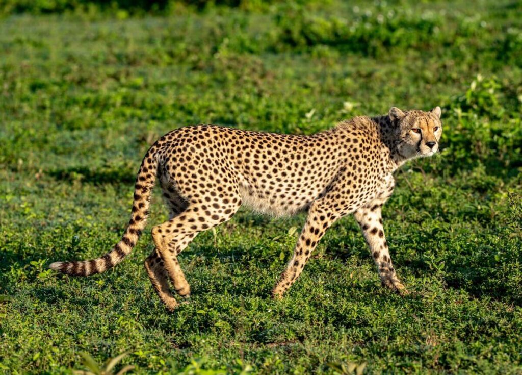 Tanzania Safari Tours